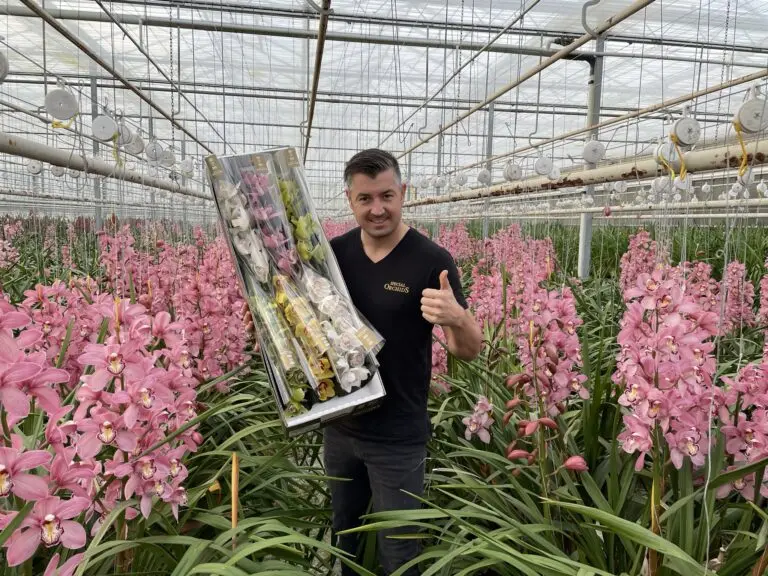 Onze Cymbidium Orchidee Teler: Wim Bos van Special Orchids
